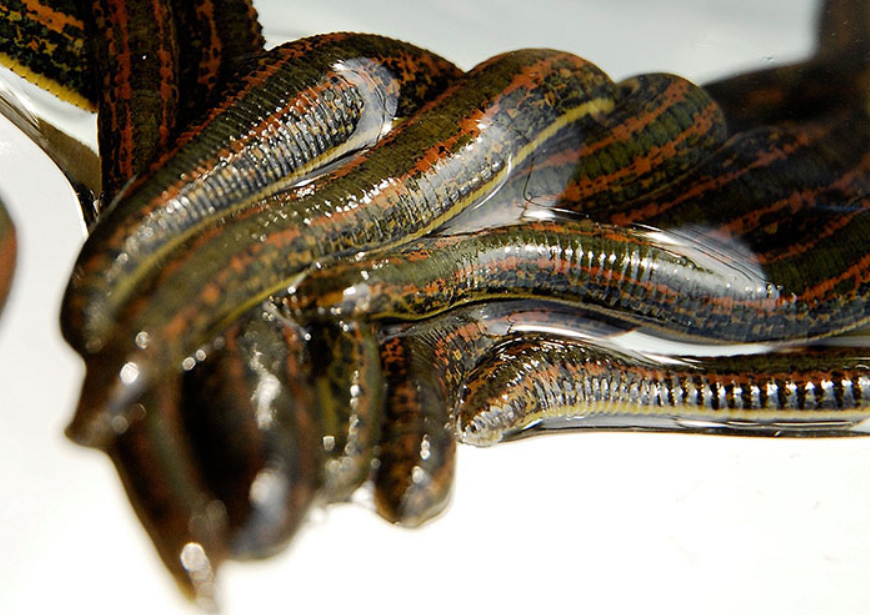 История гирудотерапии - лечения пиявками