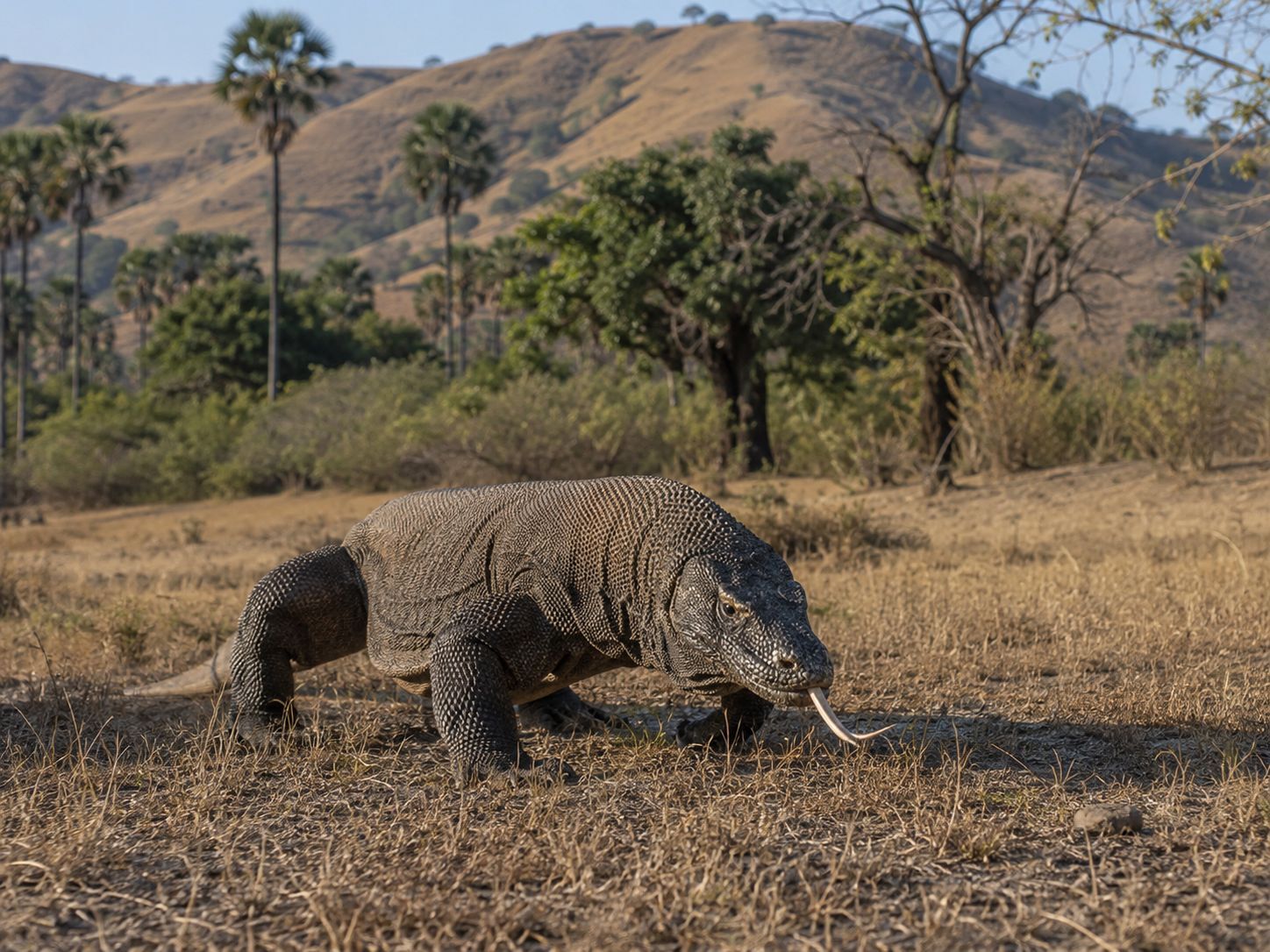 Komodo liar di sabana Nusa Tenggara Timur