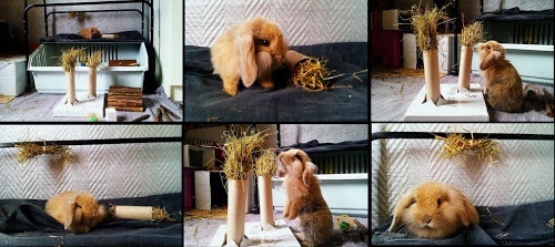 Памятка по уходу за кроликом-питомцем, изображение №9