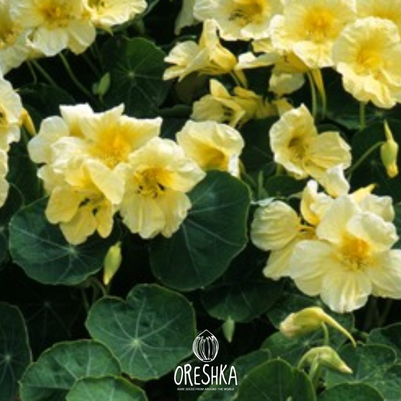 Seeds of nasturtium (Tropaeolum) — 10 pcs