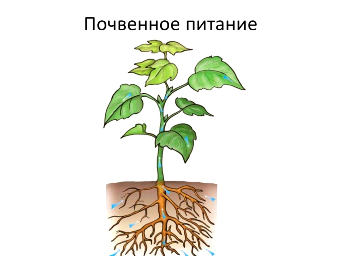 Питание растений