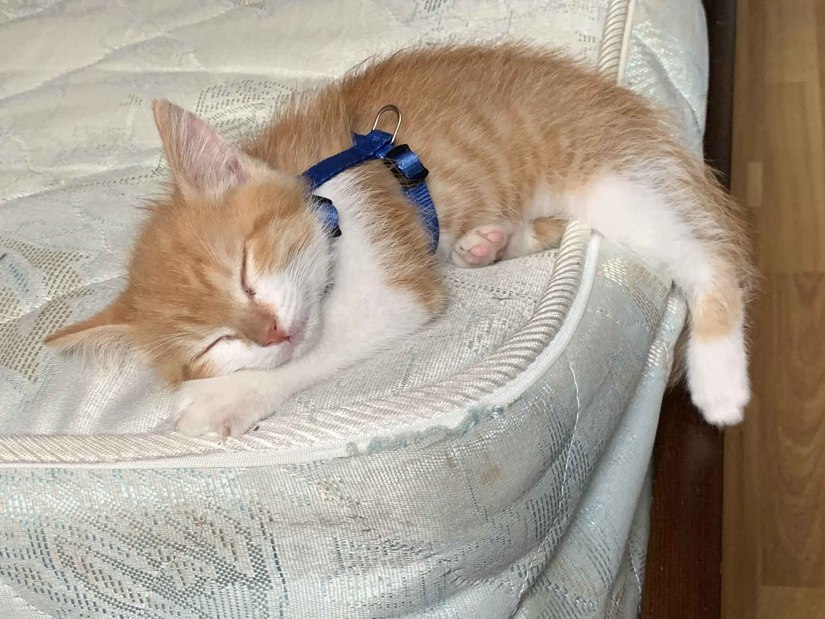 Котенок мирно спит свернувшись калачиком - здоровый сон без признаков тревожности