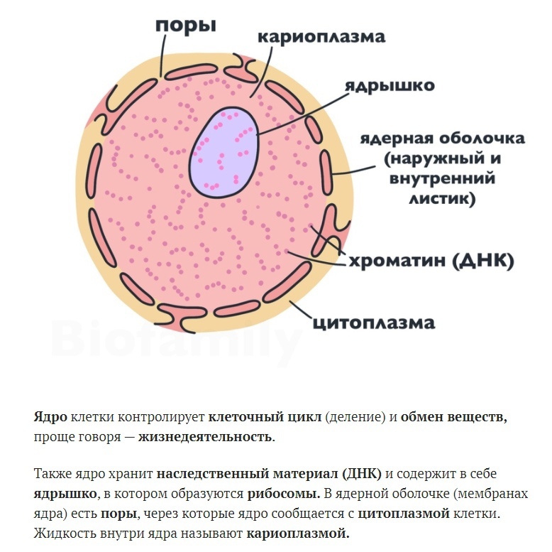 Яйцеклетка рисунок биология