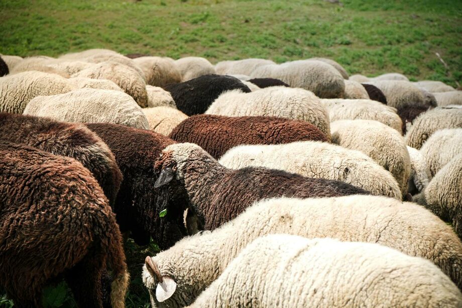 Овца Архаромеринос для вашего фермерского хозяйства с доставкой по России
