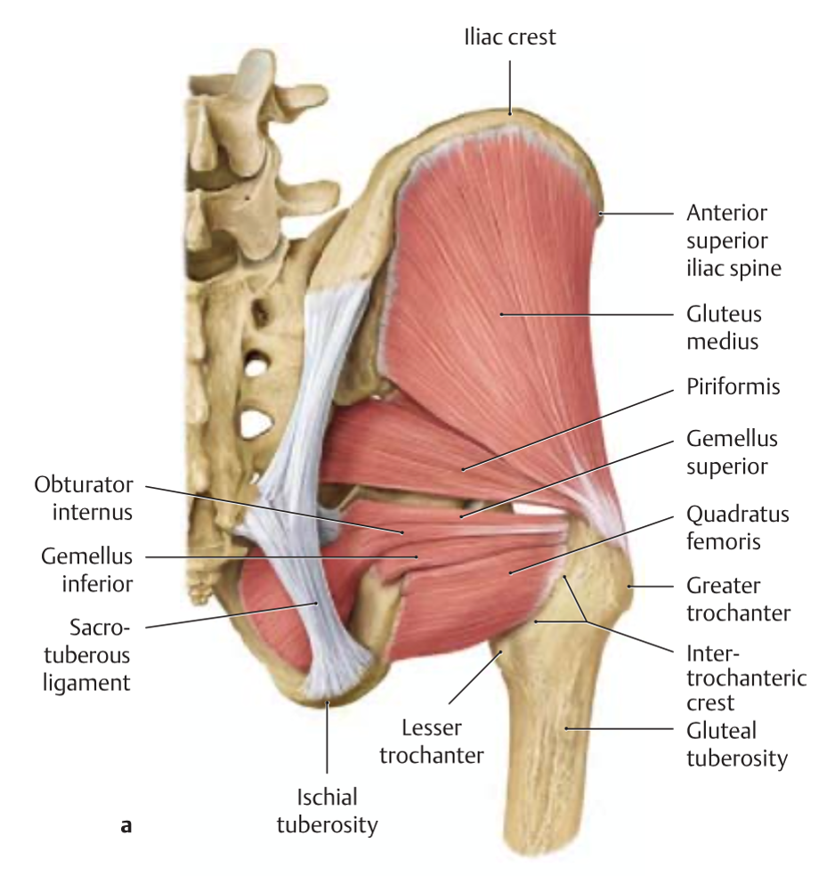 Obturatorius externus мышца