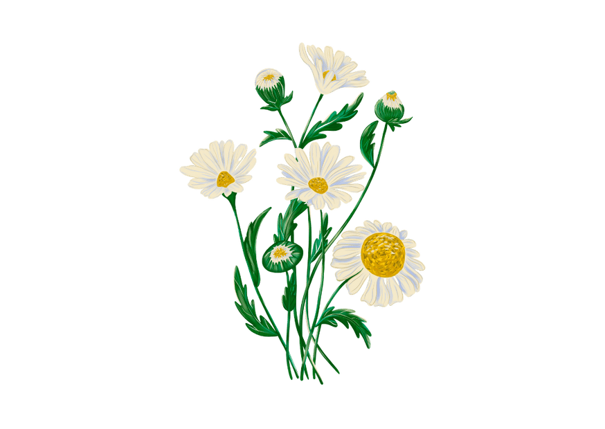 chamomile