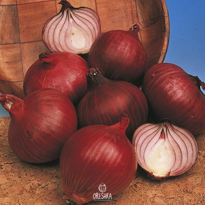 Seeds of Onion Carmen (Allium cepa L) — 50 pcs