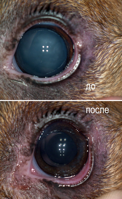 Лечение травматической катаракты у мелких домашних животных: эффективная оперативная тактика [Животные]