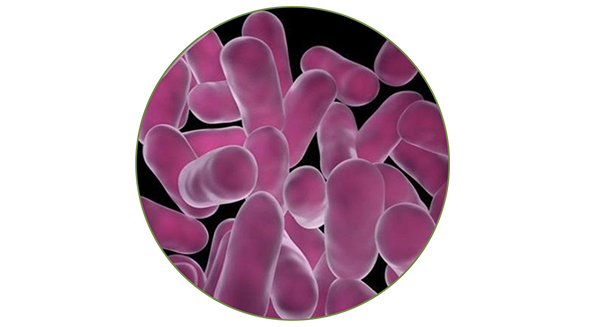 Lacticaseibacillus Rhamnosus (Lactobacillus Rhamnosus) LEMMA