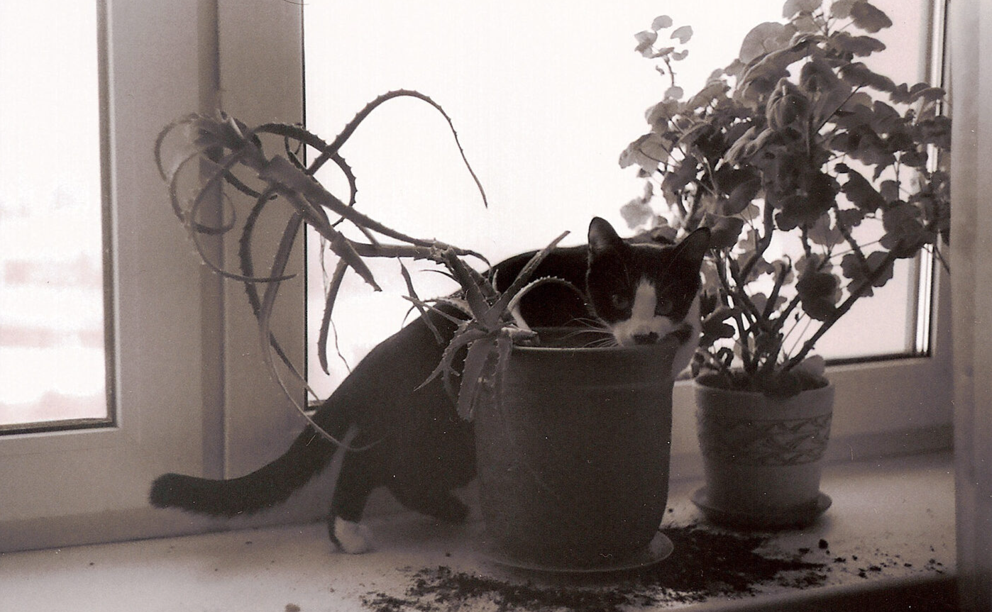 Скинь цветок. Кошка в цветочном горшке. Кот на горшке. Кот разбил цветочный горшок. Кот уронил горшок с цветком.