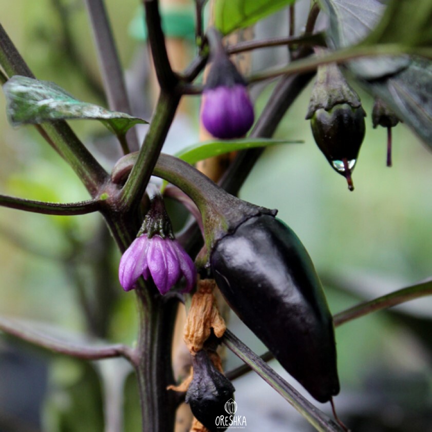 Seeds of Hot pepper Count dracula (Capsicum) — 5 pcs