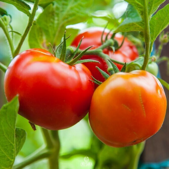 Seeds of Tomato White filling (solanum lycopersicum) — 10 pcs