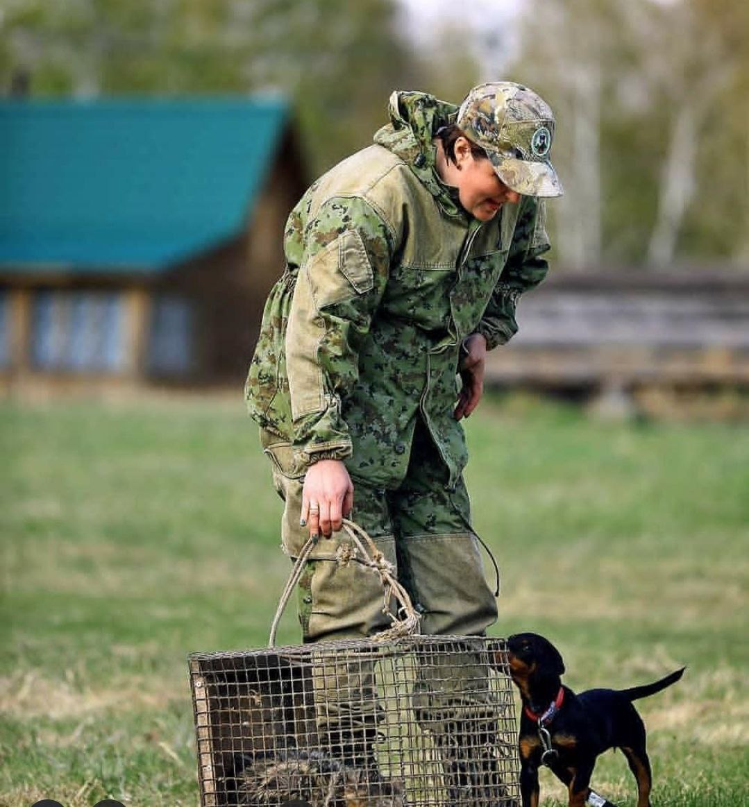 Знакомство щенка ягдтерьера со зверем без контакта