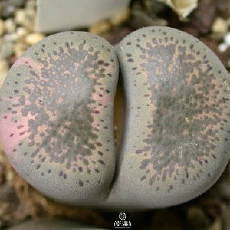Seeds of Succulent Lithops terricolor C 379 (Lithops terricolor C 379) — 10 pcs