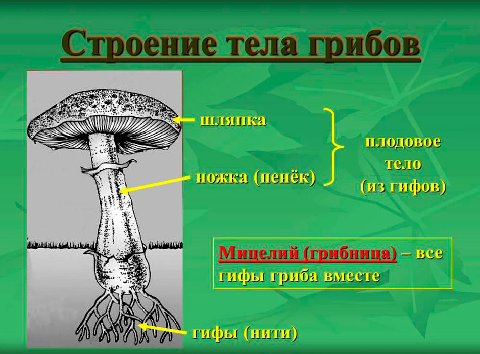 Podhoubí hřebínku ostružinového je jeho mycelium