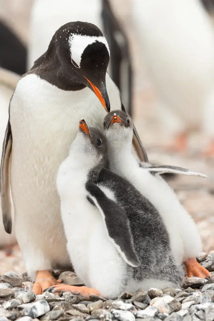 An adult gentoo penguin cares for two fluffy chicks on a rocky beach in Antarctica. Small-group sailing expeditions with MoreTime Expeditions provide exceptional opportunities to observe and photograph penguin families up close while respecting wildlife and their natural habitat.
