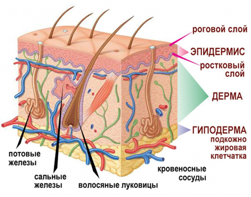 Эпидермис потовые железы