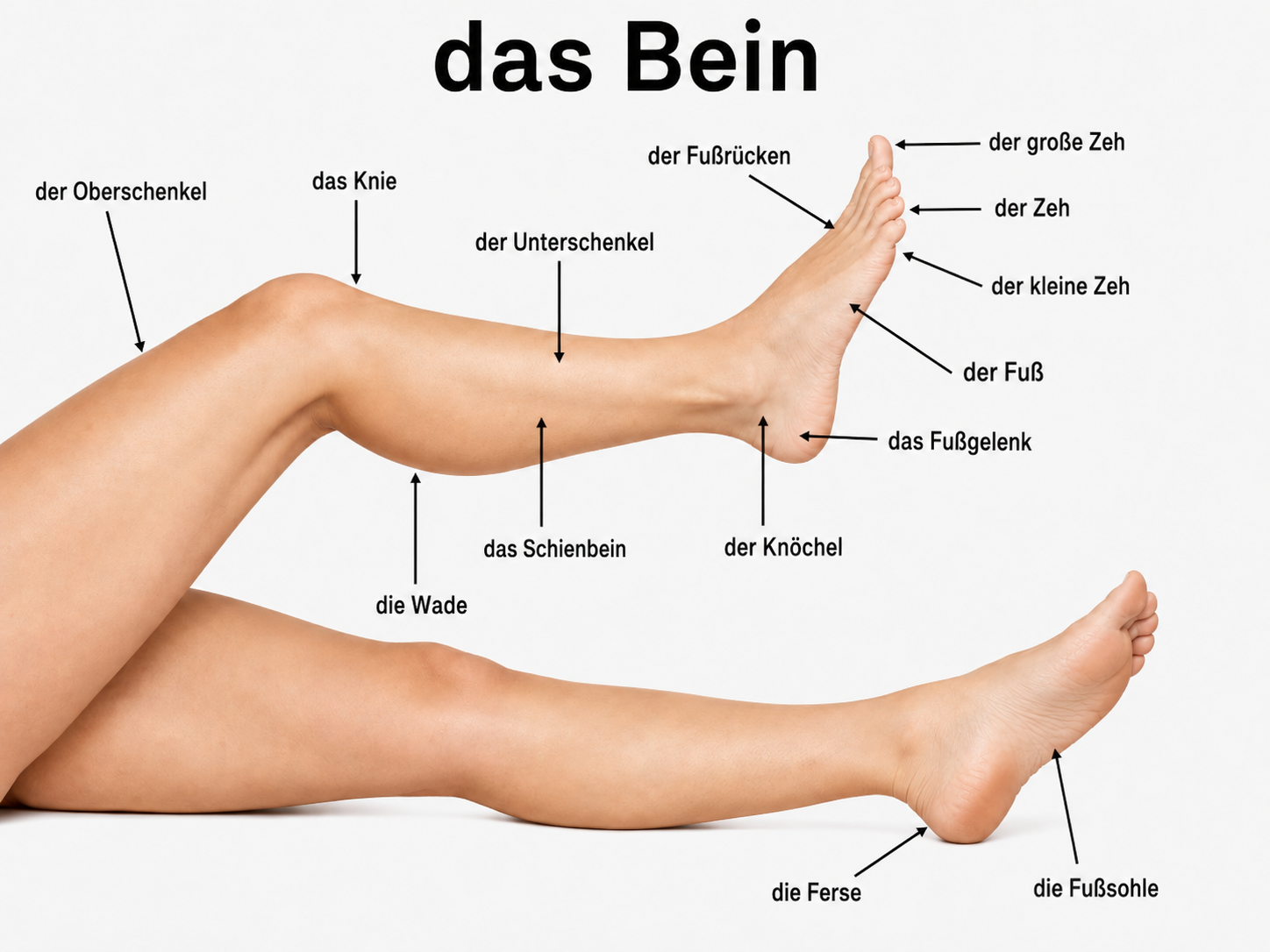 körperteile namen deutsch