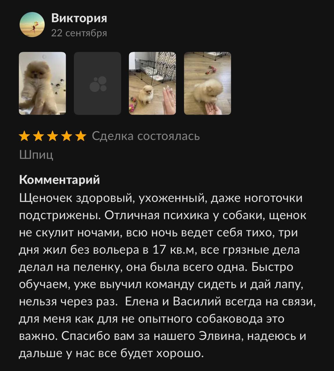 Купить щенка померанского шпица медвежьего типа недорого в Москве