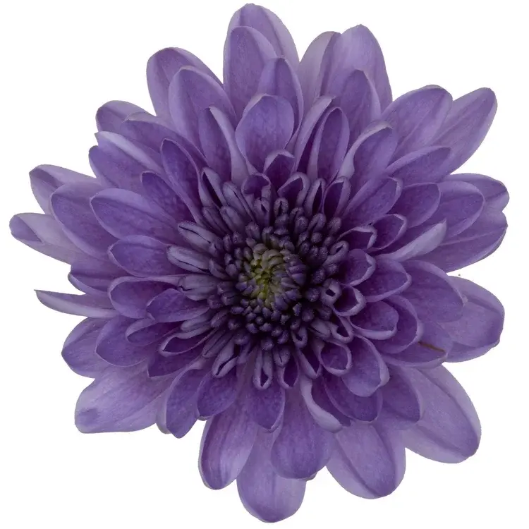 Хризантема из коллекции BluOcean