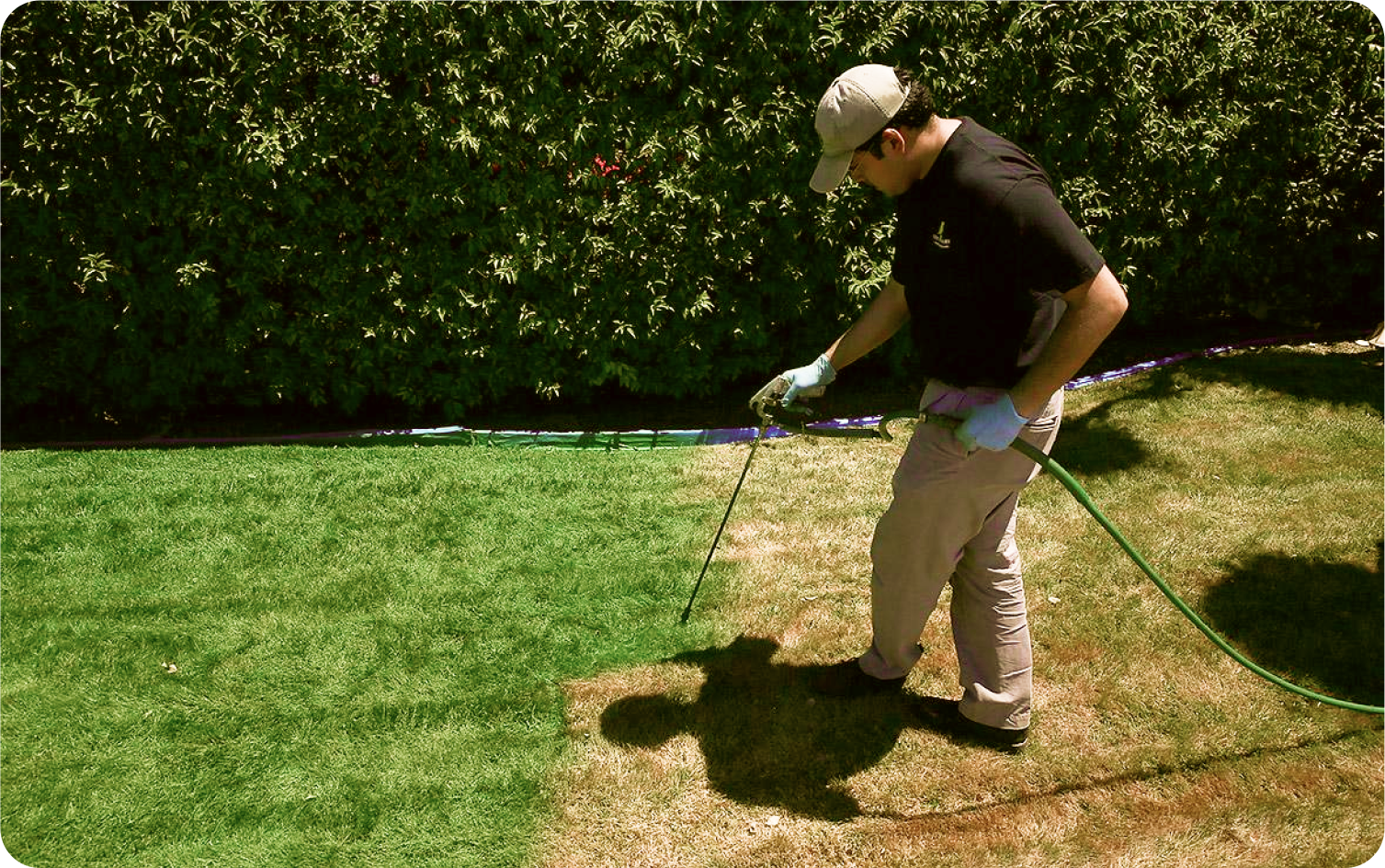 Газон под ключ