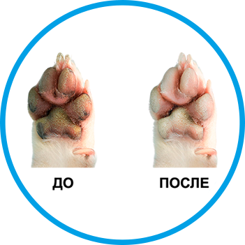 лапа до мытья пенкой Лапилапа и после мытья