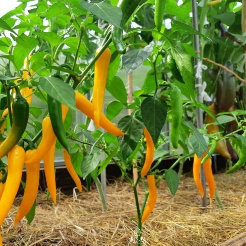 Seeds of Hot pepper Salamander (Capsicum) — 10 pcs