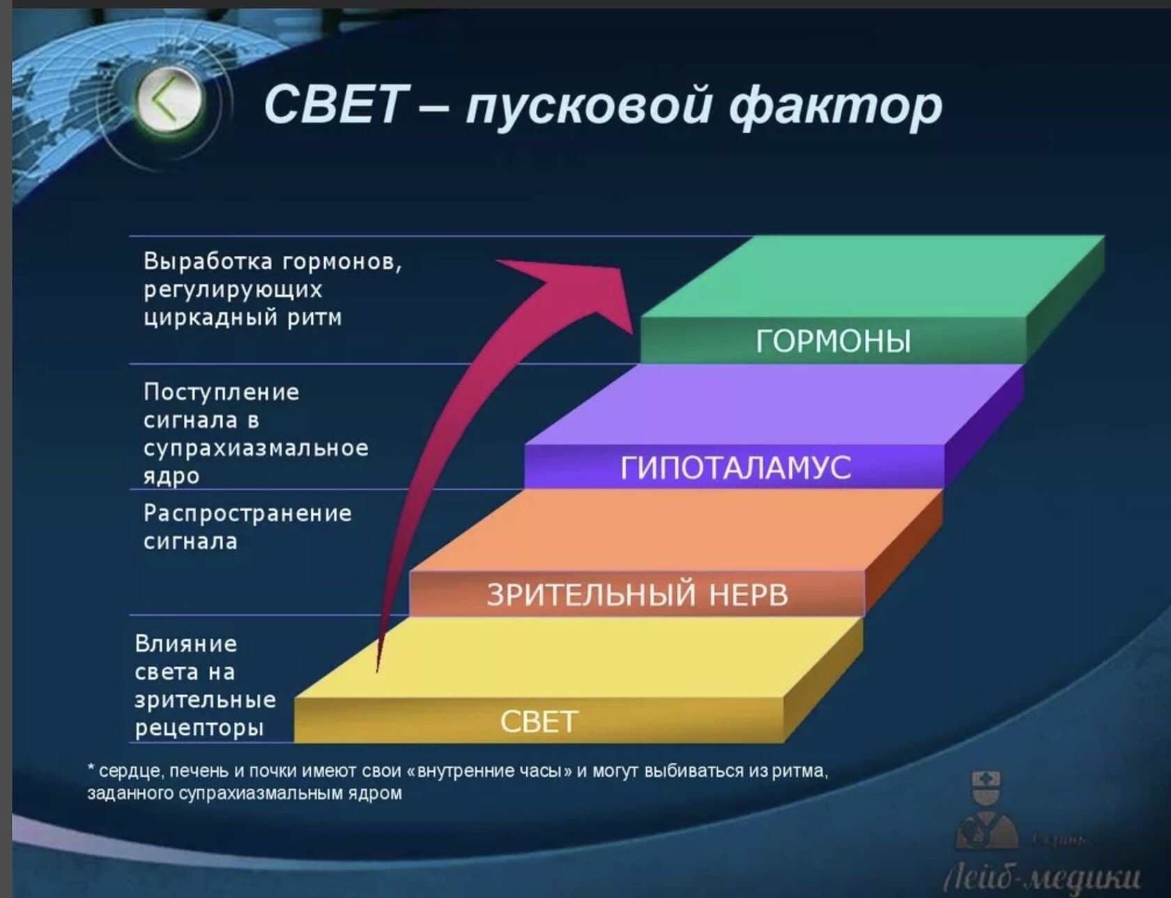 Add diagram. Циркадные ритмы гормонов. Циркадные ритмы выработки гормонов. Циркадный приём гормоеов. Суточный ритм выработки гормонов.