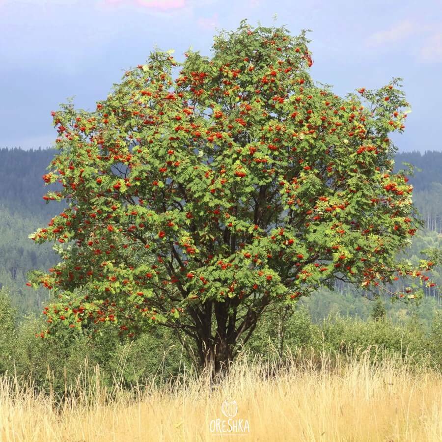 Seeds of Rowan (Sorbus aucuparia) — 20 pcs