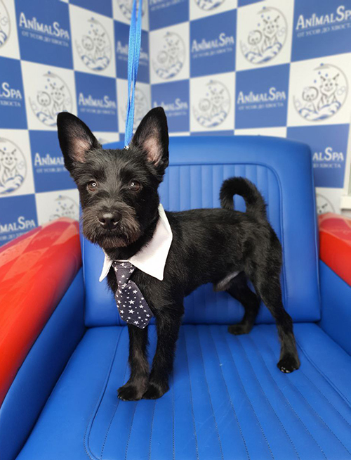 Каким породам собак необходим тримминг: как и чем нужно тримминговать ...