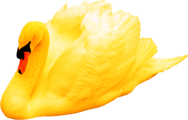  Золотой Лебедь