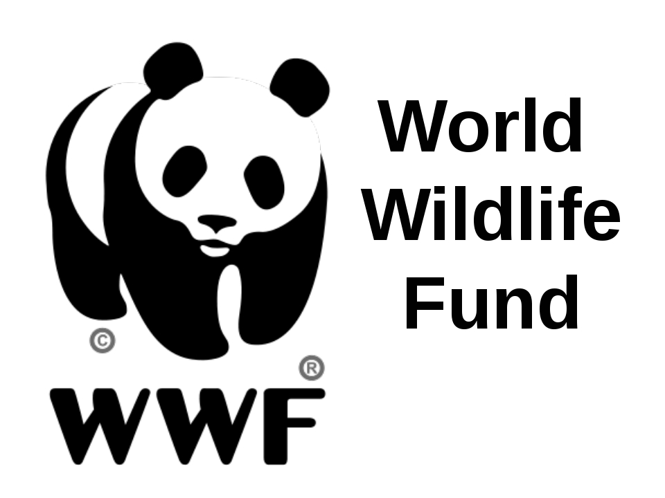 Wwf презентация на английском