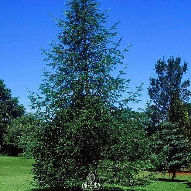 Seeds of Japanese larch (Larix kaempferi) — 30 pcs
