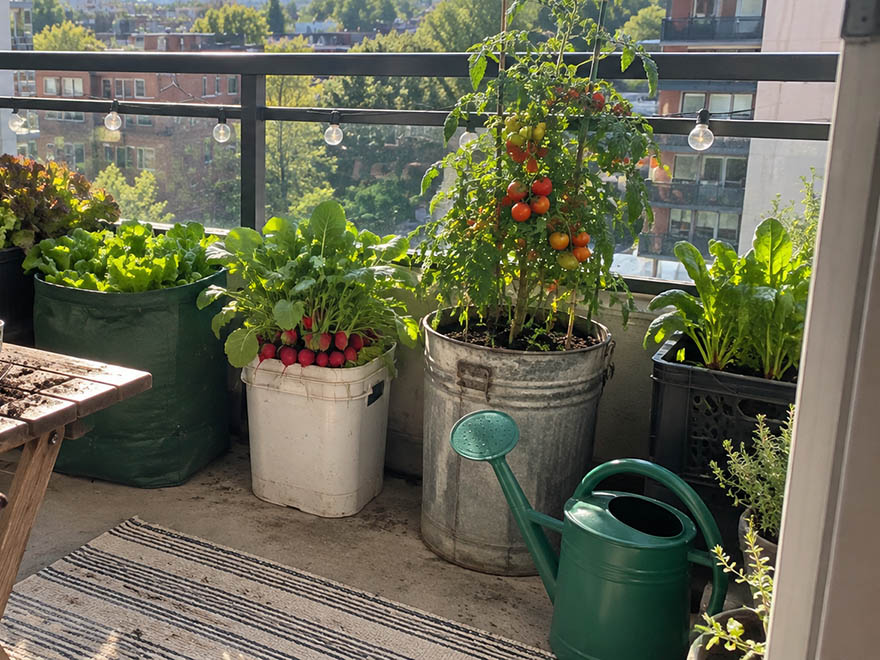 Balcony containers growing lettuce and radishes to grow vegetables at home with limited resources
