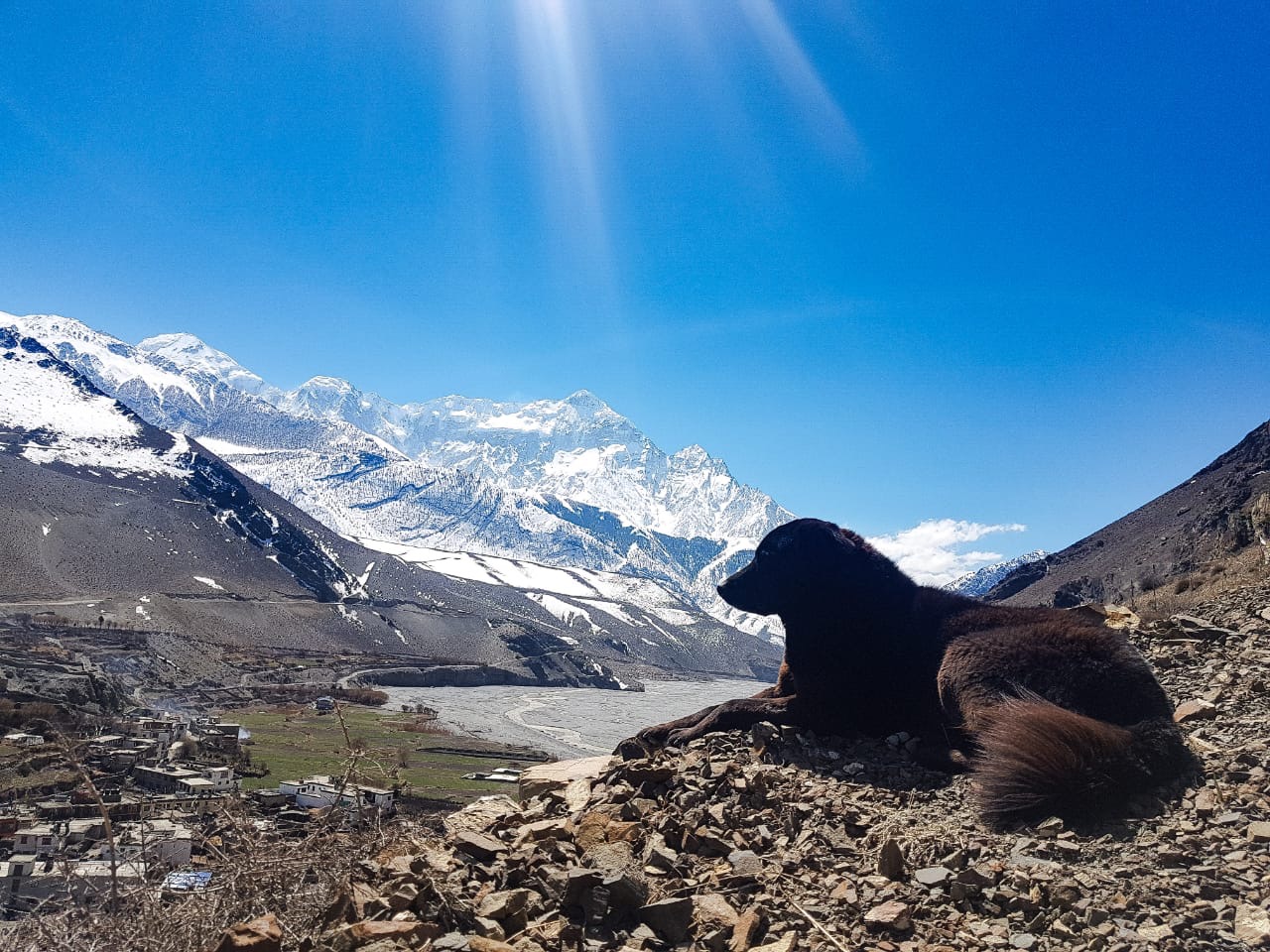 Священная гора 5 букв. Горы Гималаи медведи. Животные Гималаев. Собака в Гималаях. Орел в Гималаях.