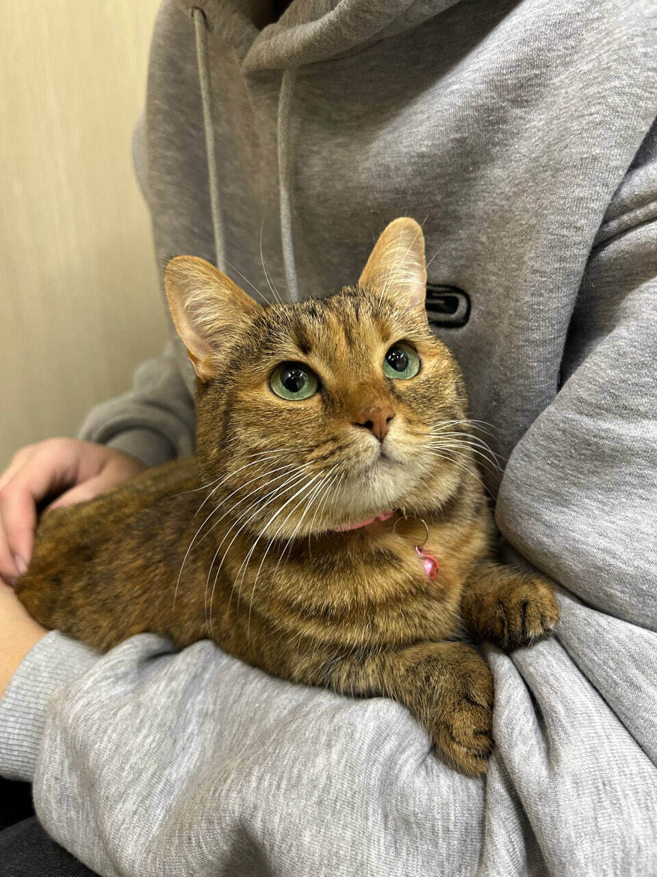 Кошка отдыхает на&nbsp;лежанке в&nbsp;котокафе