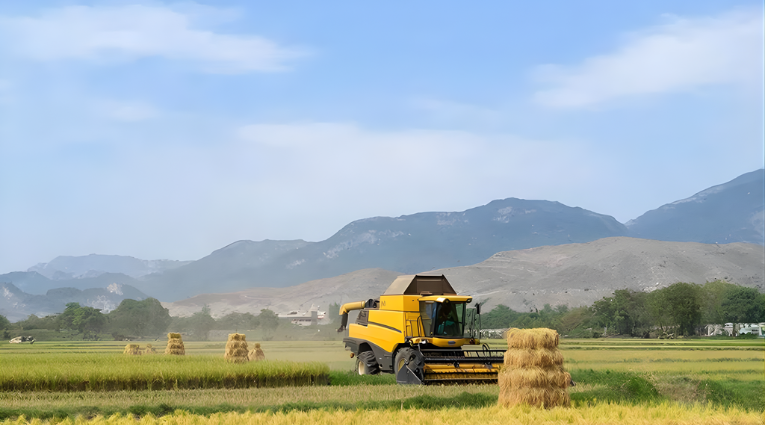 Итоги уборки урожая риса в Дагестане: поля, заполненные собранным урожаем, фермеры радуются успеху сезона, наглядная демонстрация результатов аграрного труда региона.