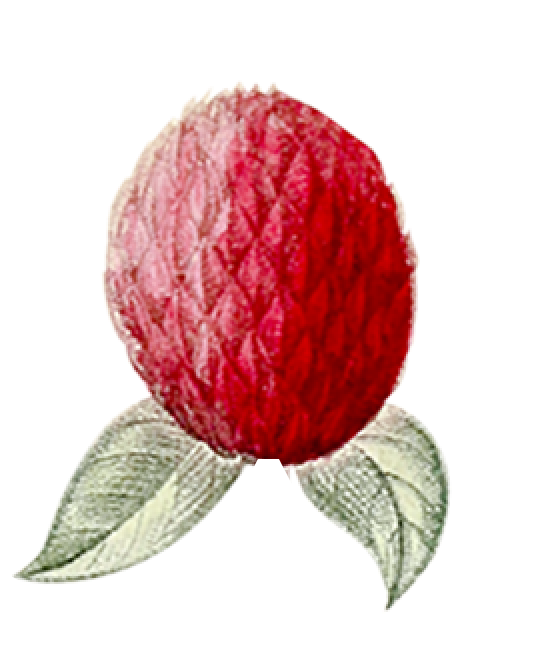 натуральная косметика, магазин профессиональной косметики, крем для ног, крем для ног с мочевиной, крем для ног купить, масло для ногтей, масло монарды для ногтей, масло для ногтей купить, косметика для ногтей, дезодорант для ног