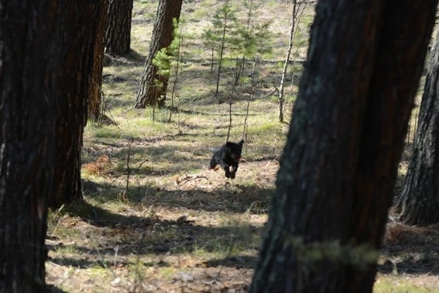 Поисковая реакция у ягдтерьера