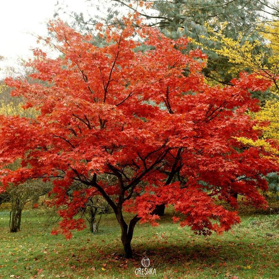 Amur maple bark smooth grey young stem winter structure