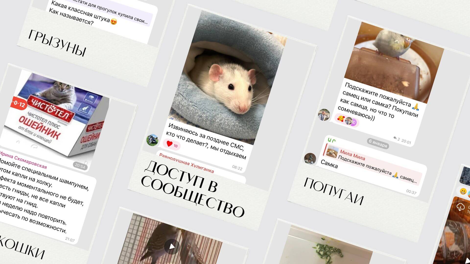 Сообщество