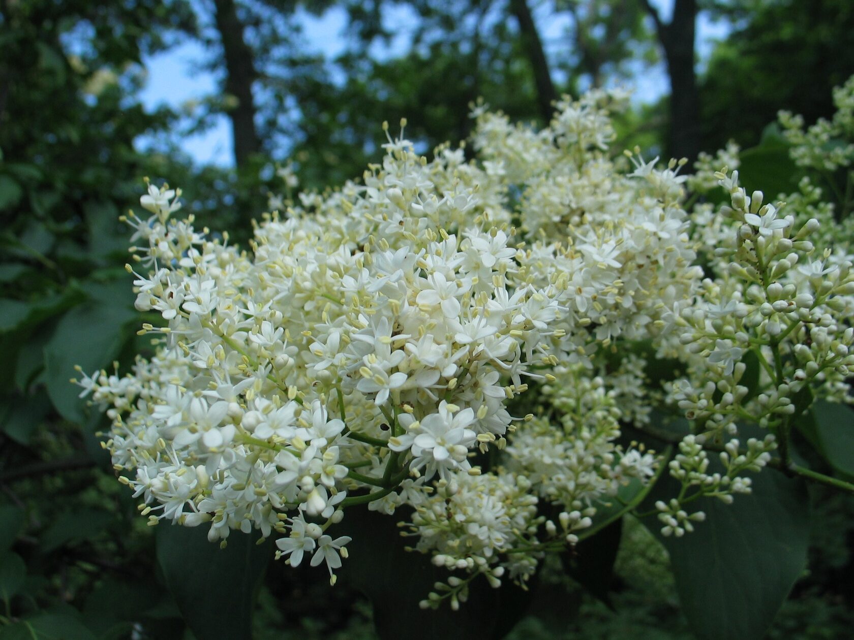 Амурская (syringa amurensis)