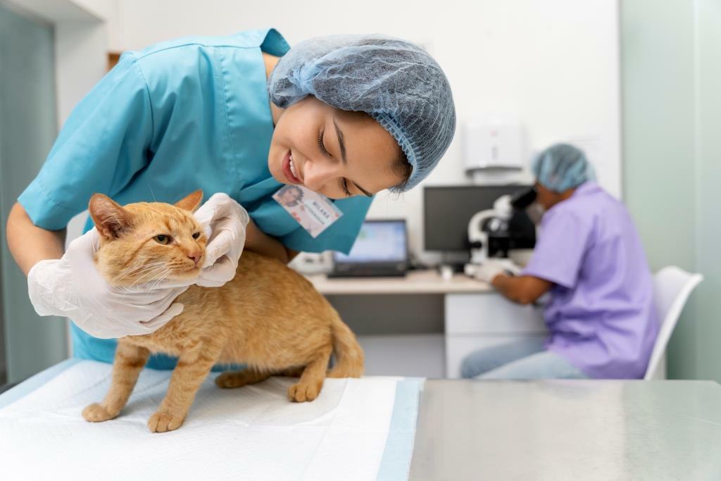 Для чего нужна вакцинация кошек