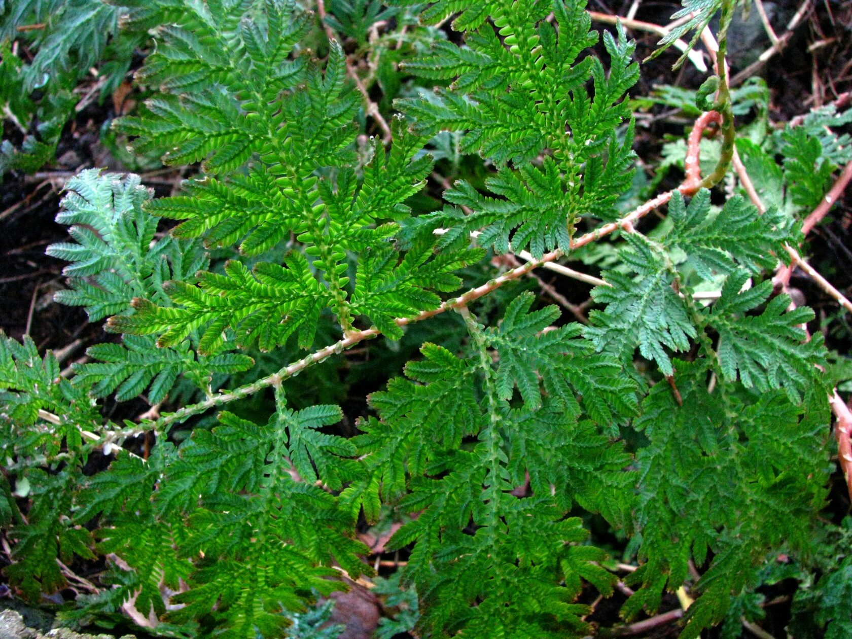 Растение правды. Parsley Fern.