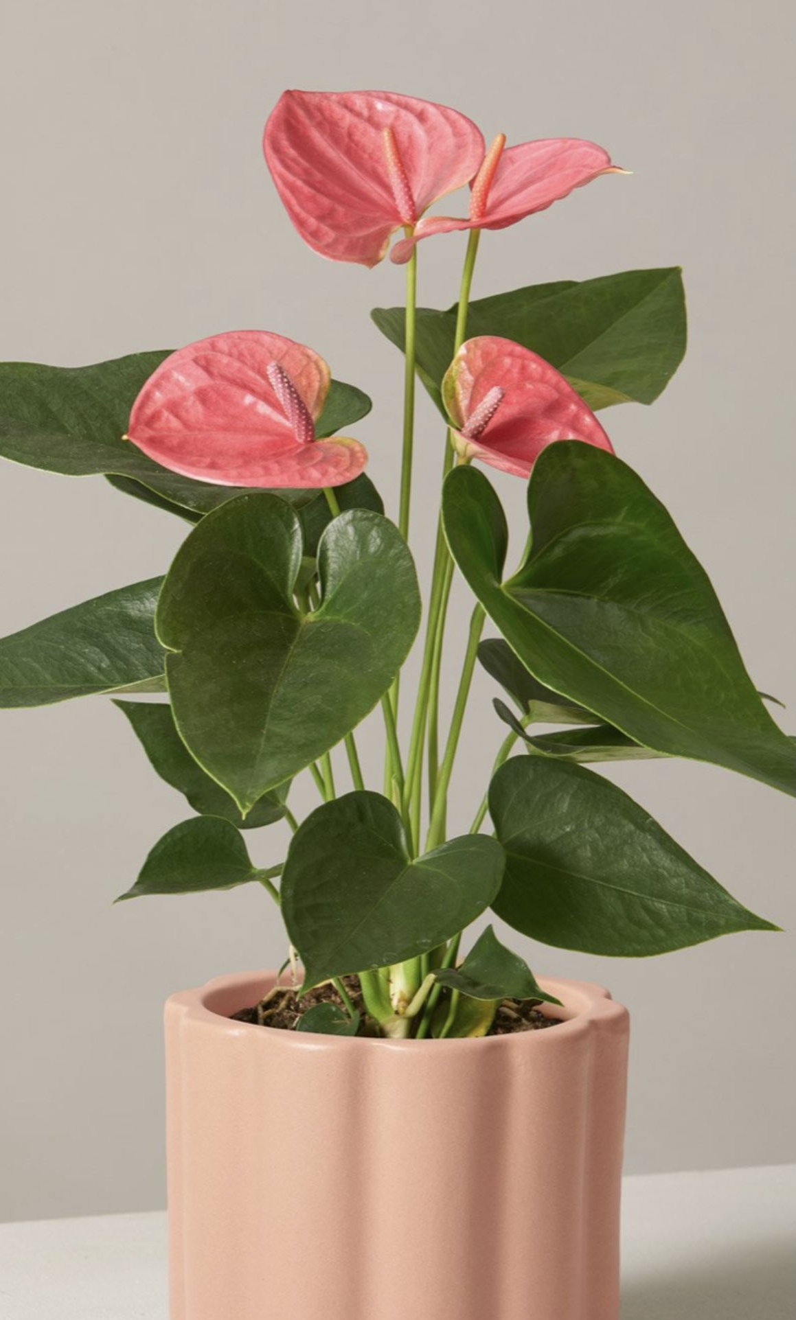 Green indoor plant in pot