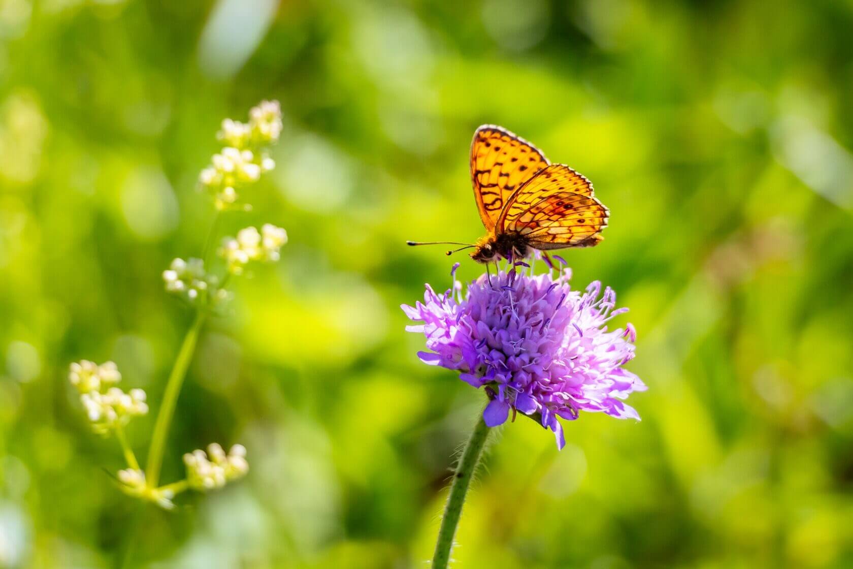 На краю земли, глэмпинг с панорамным видом