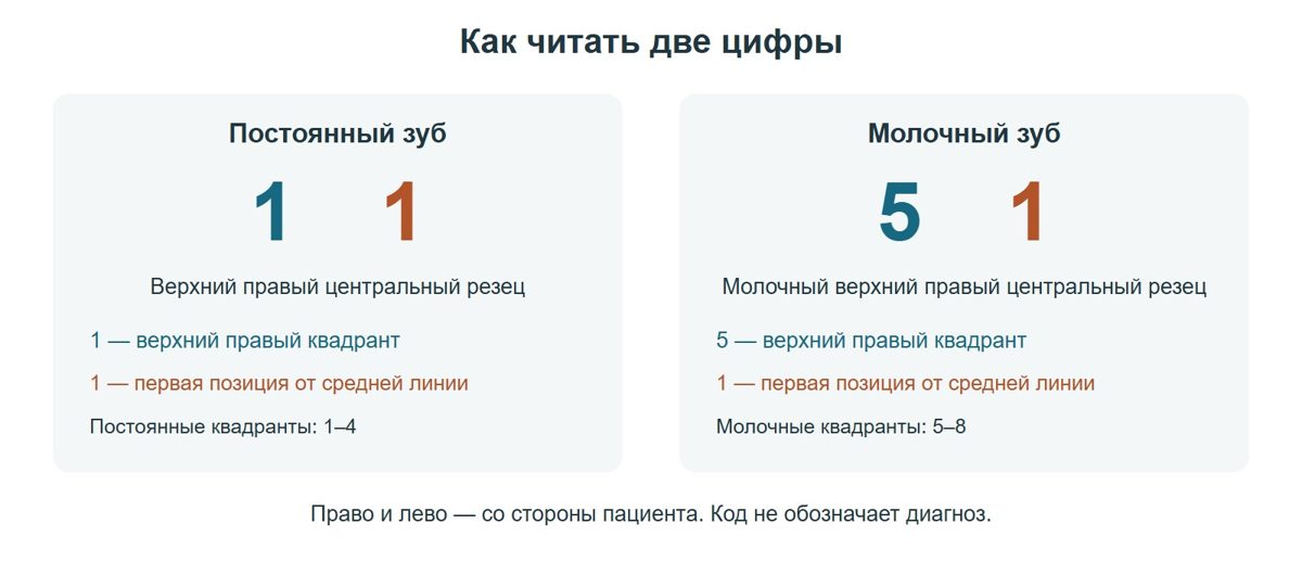 Две цифры в обозначении постоянного и молочного зуба