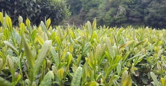 Кратко о Цзинь Гуаньинь. Селекция 204