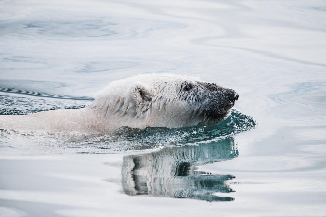 Северный Ледовитый океан белый медведь