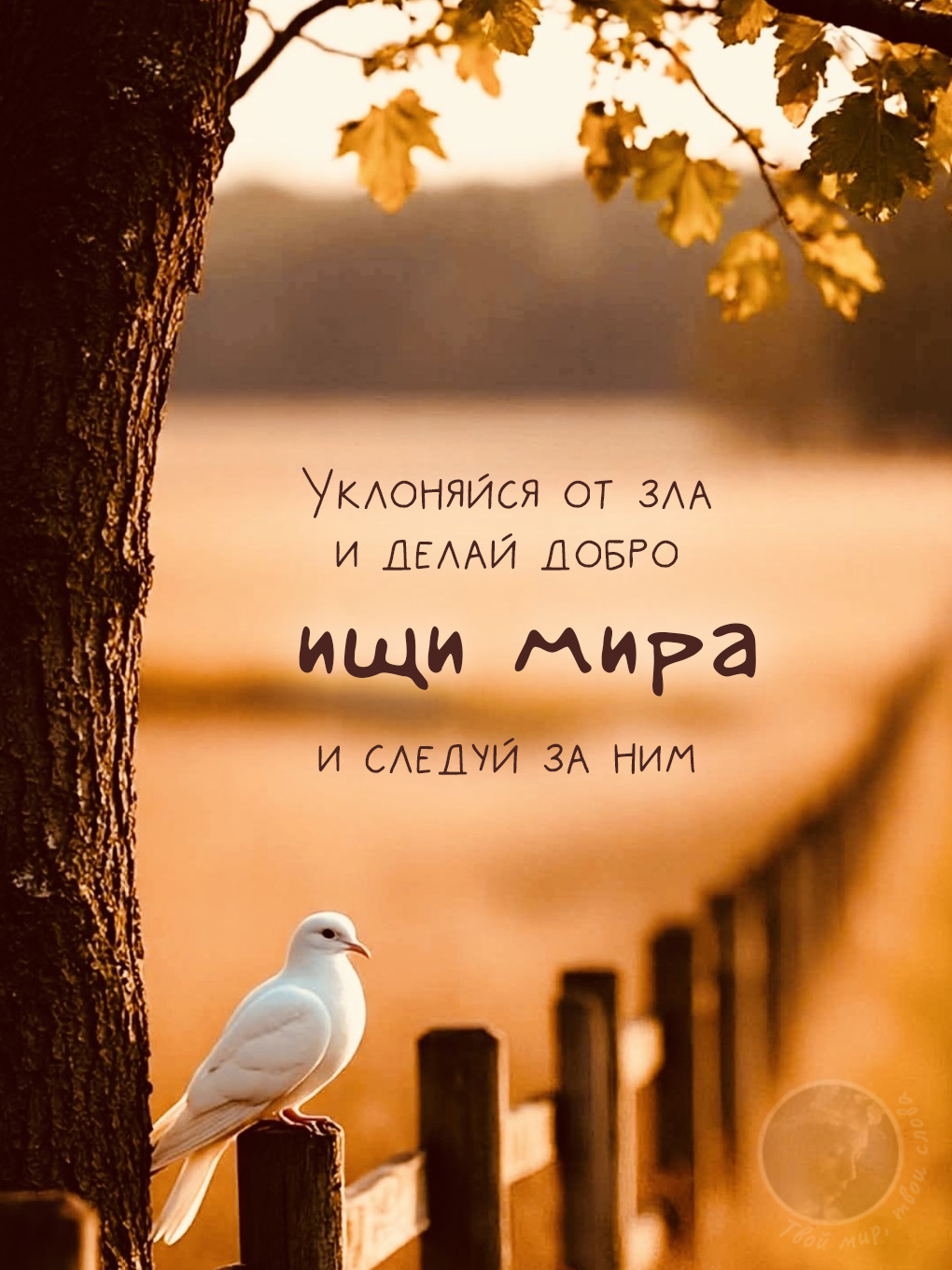Картинки с добрыми цитатами: белый голубь на закате с мудрой надписью 
